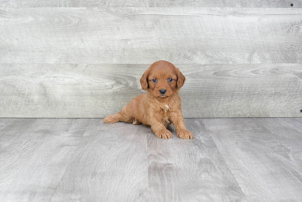 Friendly Cavapoo Baby