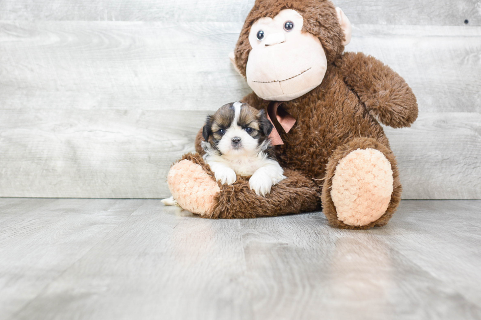 Energetic Shichon Designer Puppy