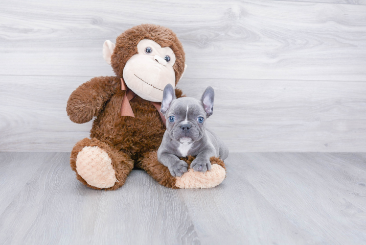 Funny French Bulldog Baby