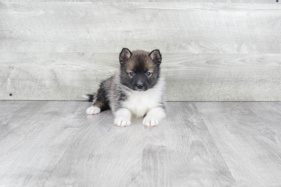 Best Pomsky Baby