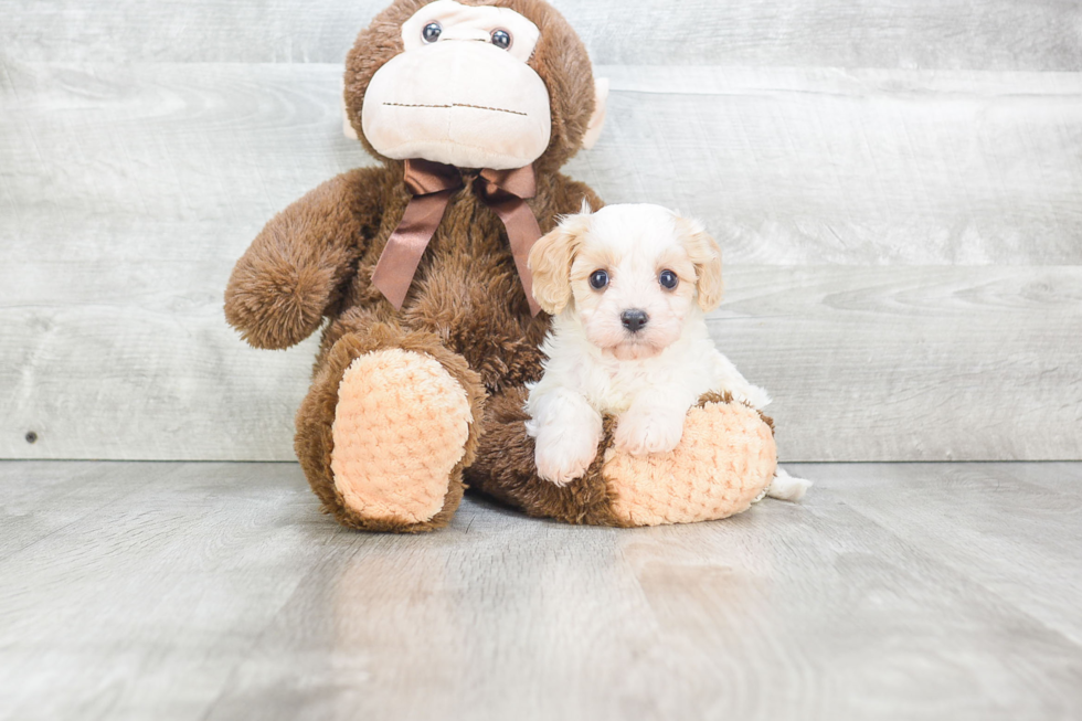 Cavachon Pup Being Cute