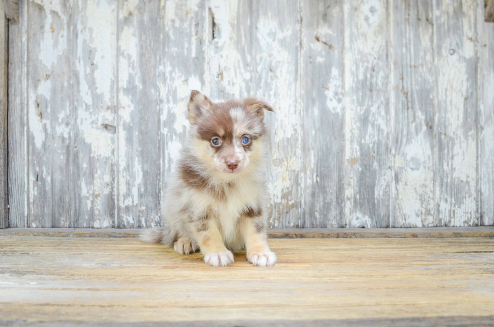 Friendly Pomsky Baby