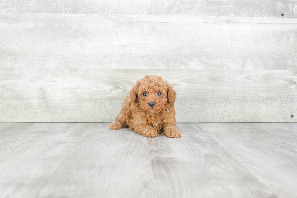 Little Poodle Purebred Pup