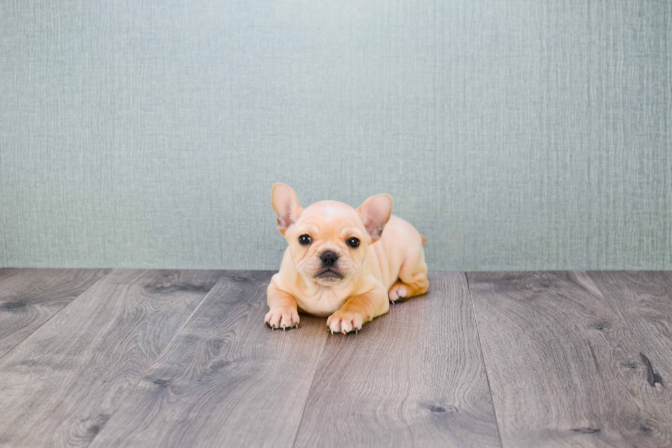 Akc Registered French Bulldog Purebred Pup