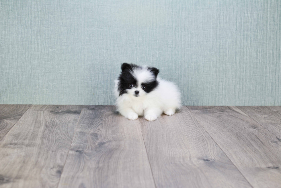 Hypoallergenic Pomeranian Purebred Pup