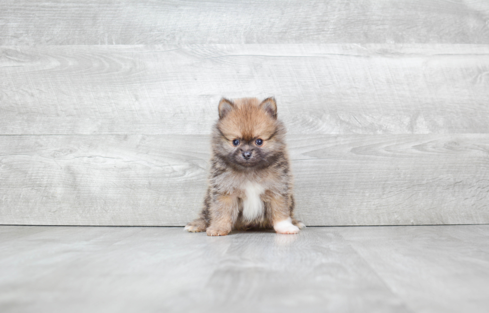 Best Pomeranian Baby