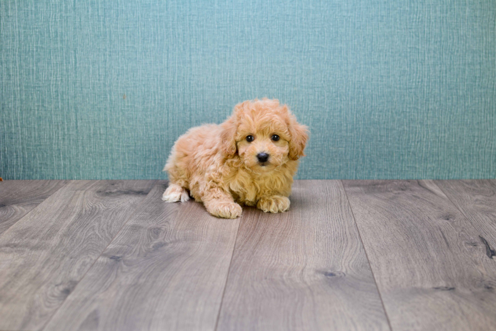 Smart Cavapoo Poodle Mix Pup
