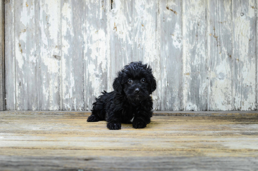 Yorkie Poo Pup Being Cute