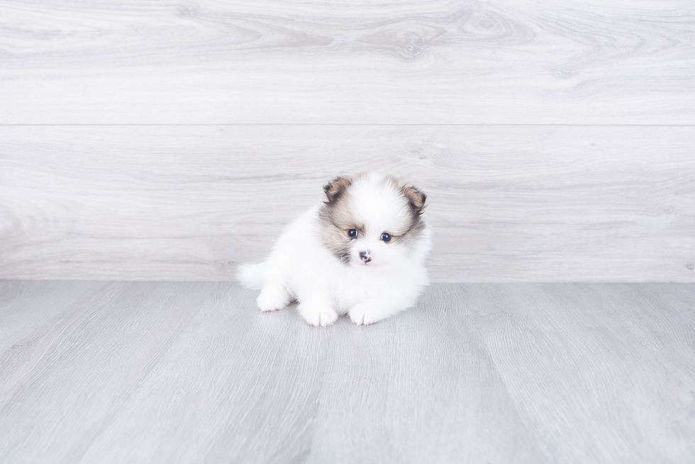 Cute Pomeranian Purebred Puppy