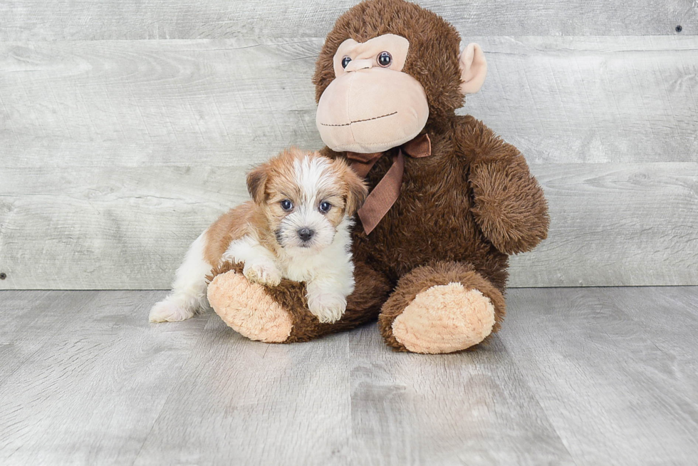 Fluffy Morkie Designer Pup