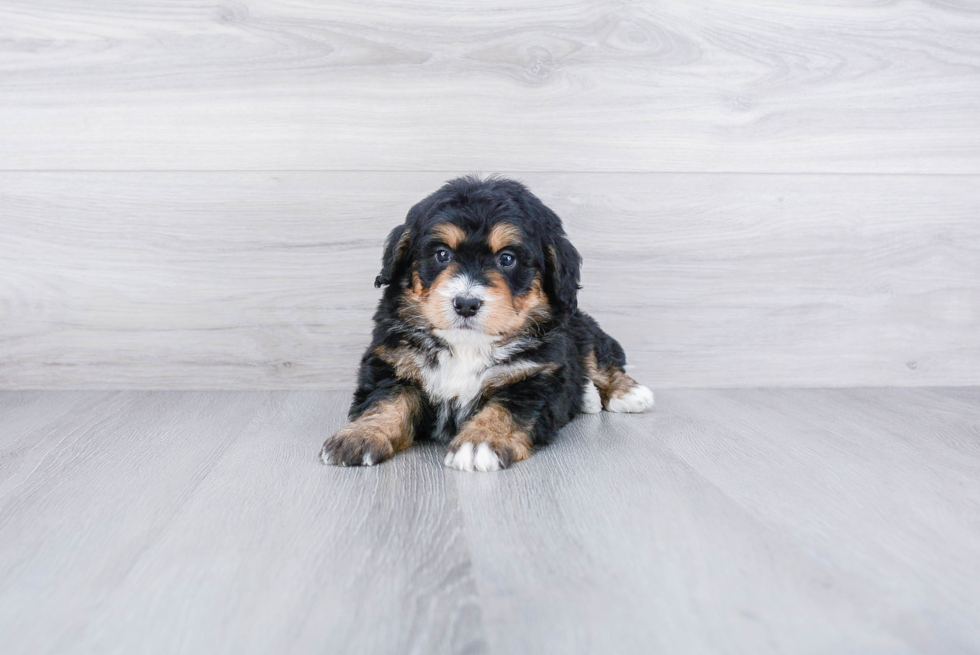 Happy Mini Bernedoodle Baby