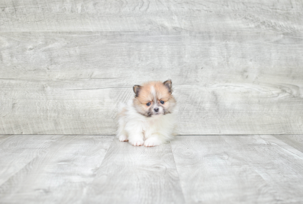 Petite Pomeranian Purebred Puppy