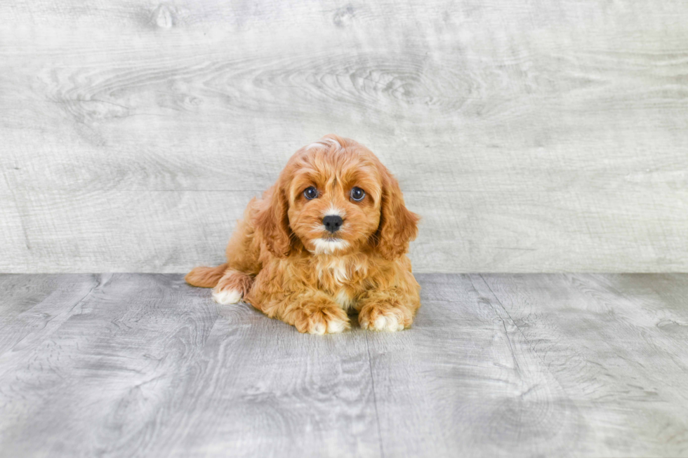 Best Cavapoo Baby