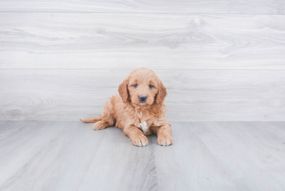 Happy Mini Goldendoodle Baby