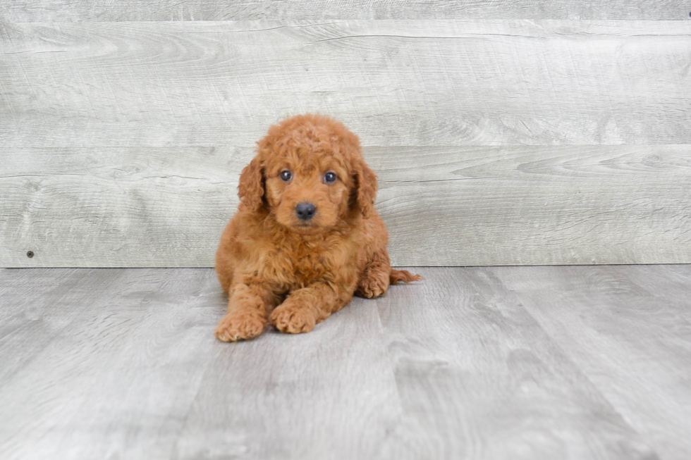 Popular Mini Goldendoodle Poodle Mix Pup