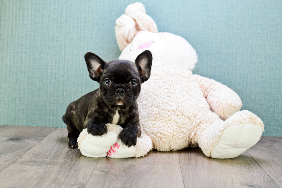 Energetic Frenchie Purebred Puppy