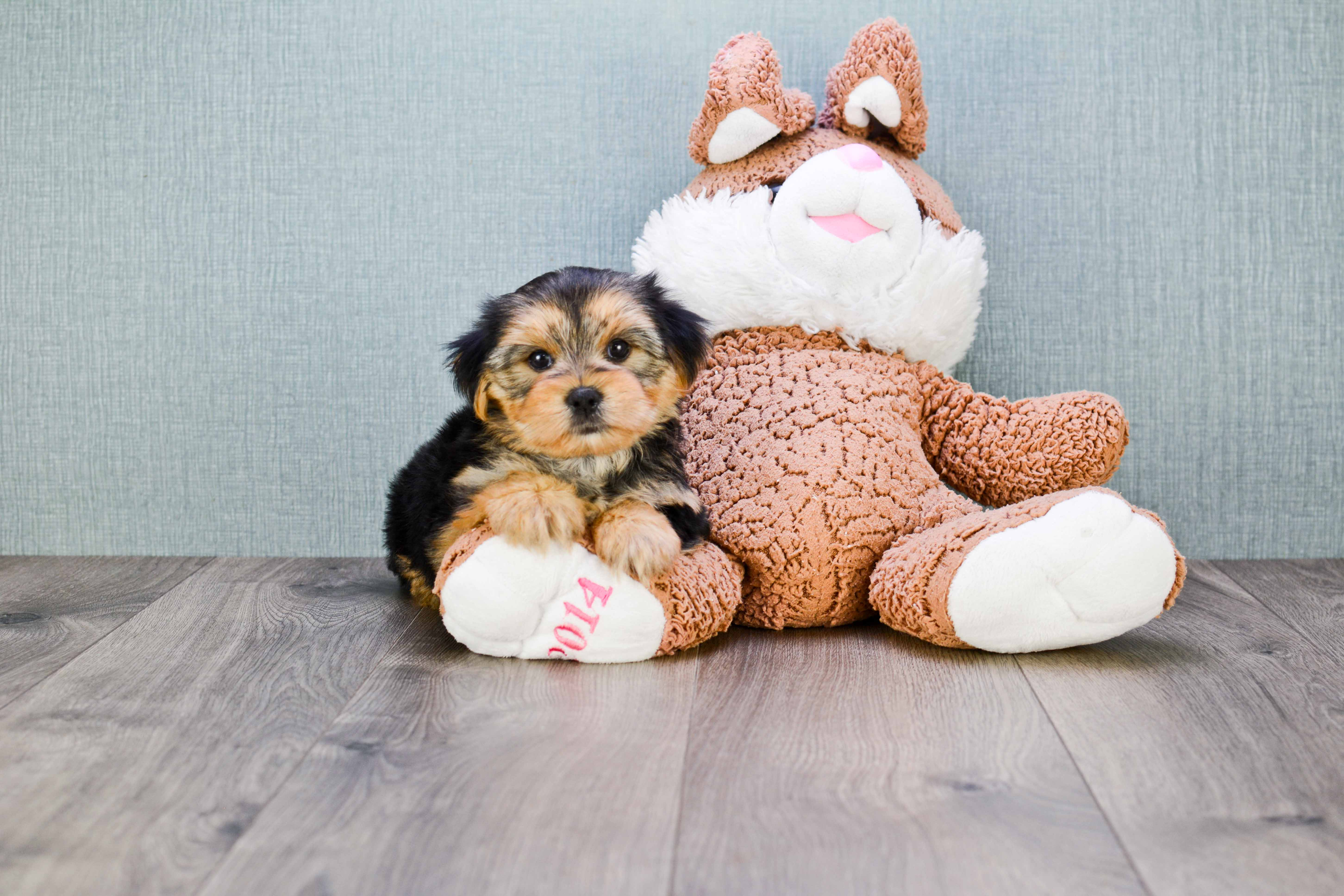 Morkie Puppy for Adoption