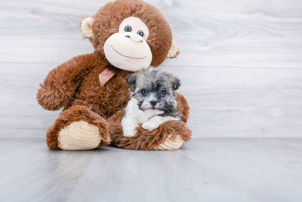 Fluffy Havanese Purebred Puppy