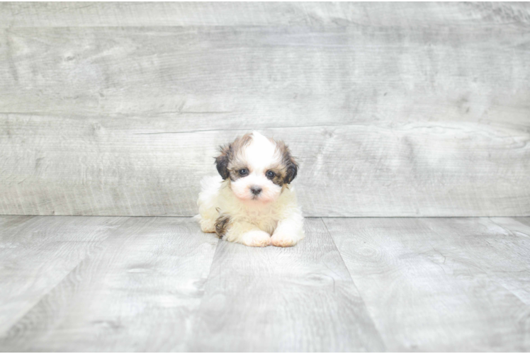 Petite Teddy Bear Designer Pup