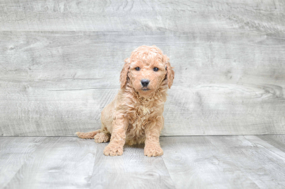 Mini Goldendoodle Pup Being Cute