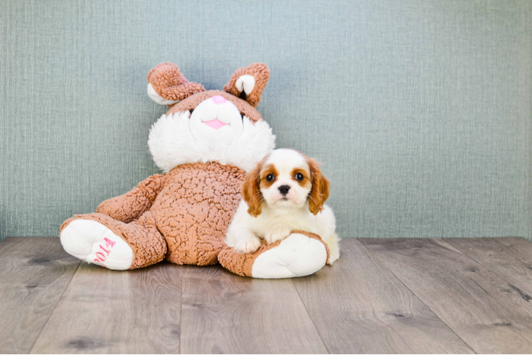 Best Cavalier King Charles Spaniel Baby