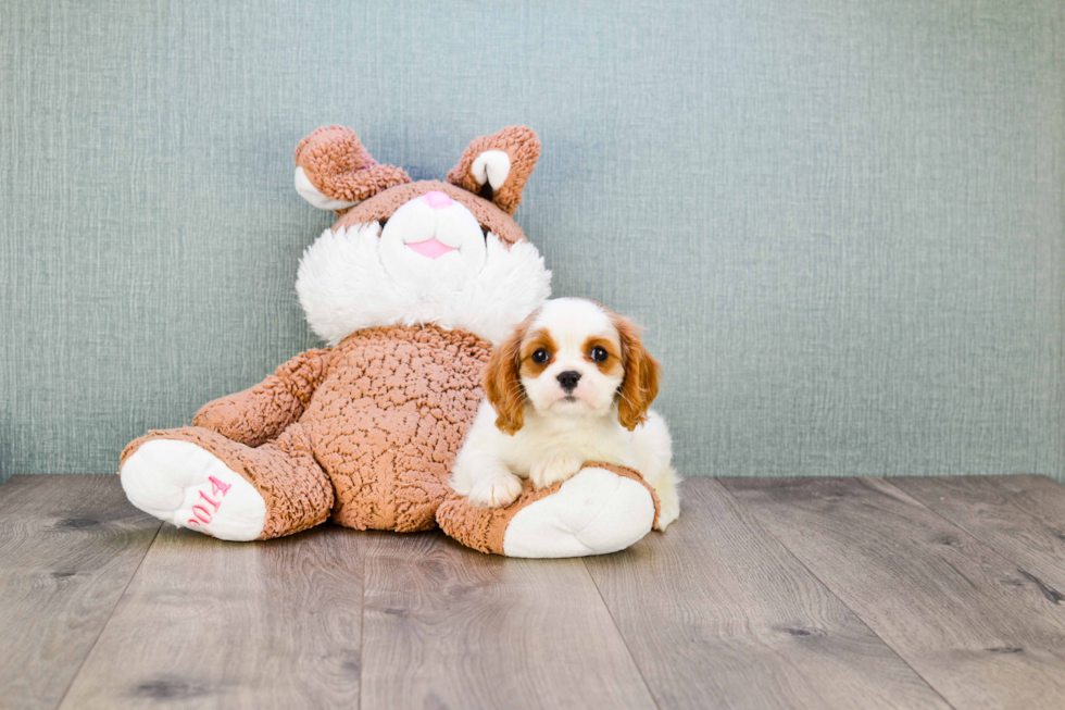 Best Cavalier King Charles Spaniel Baby