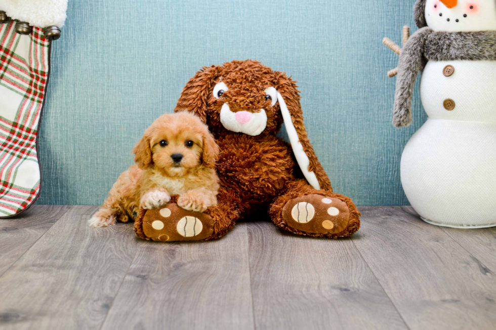 Cavapoo Pup Being Cute