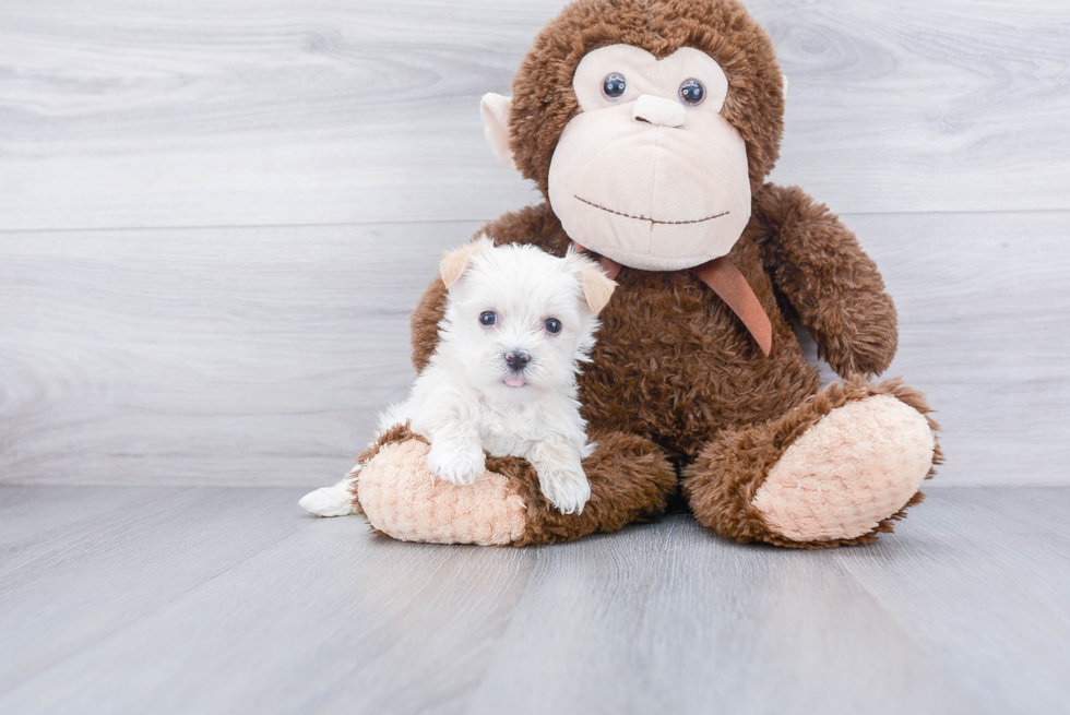 Maltipoo Puppy for Adoption