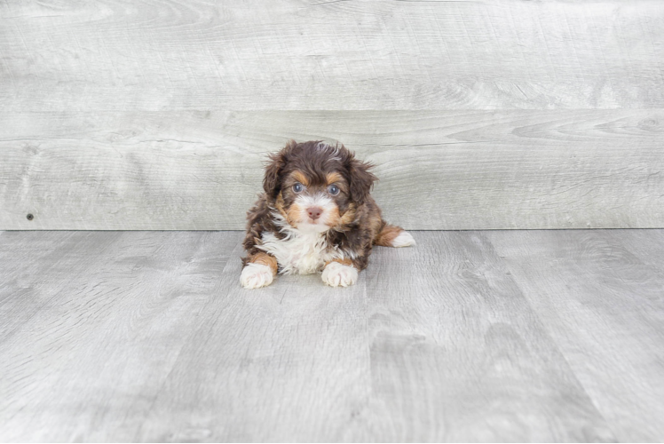 Mini Aussiedoodle Puppy for Adoption