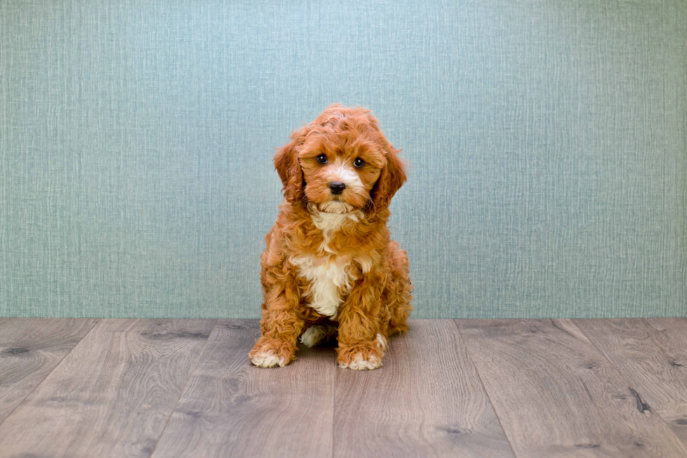 Playful Cavoodle Poodle Mix Puppy