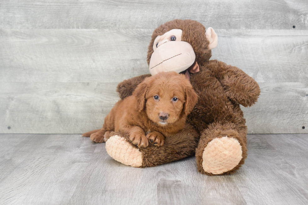 Happy Mini Goldendoodle Baby