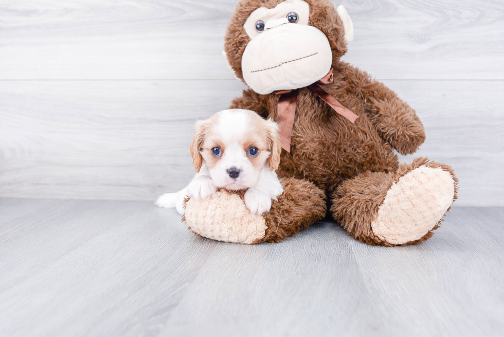 Cavalier King Charles Spaniel Pup Being Cute