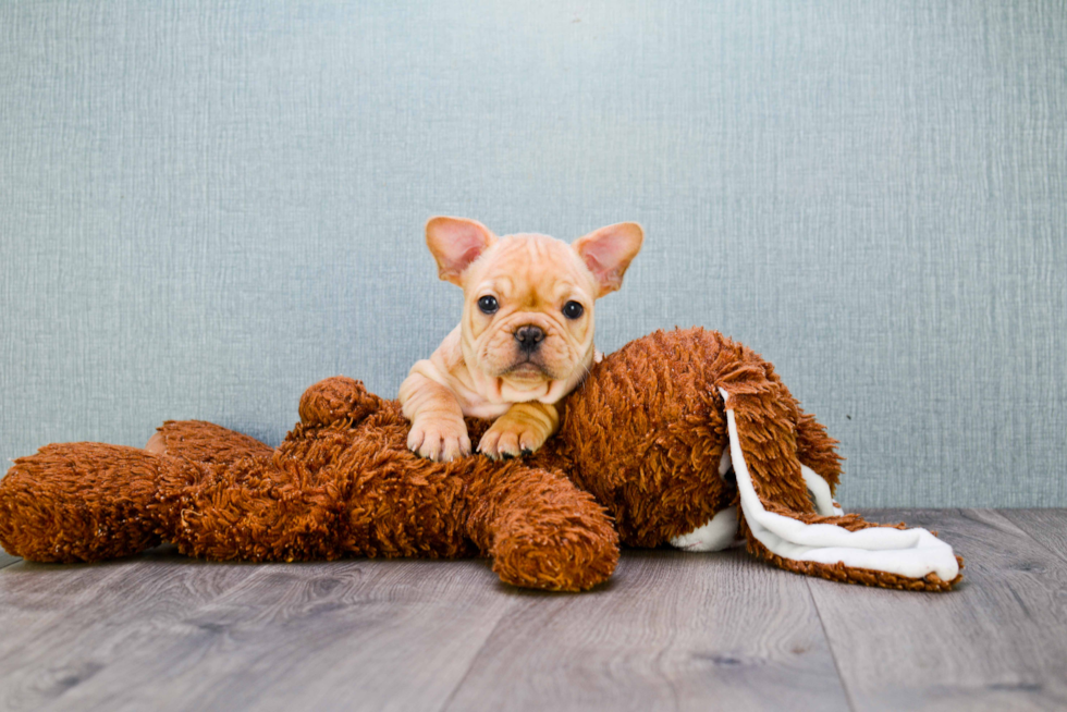 Little French Bulldog Purebred Pup