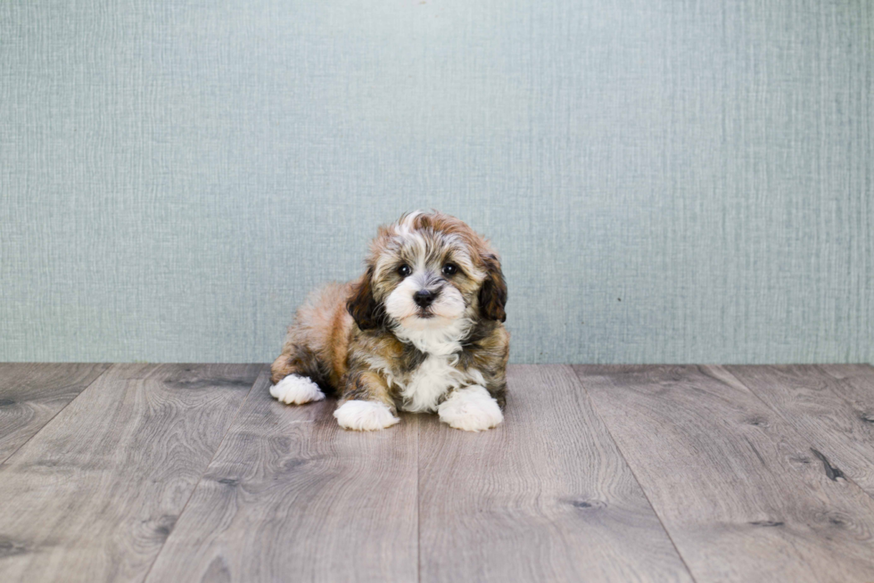 Hypoallergenic Havanese Purebred Pup