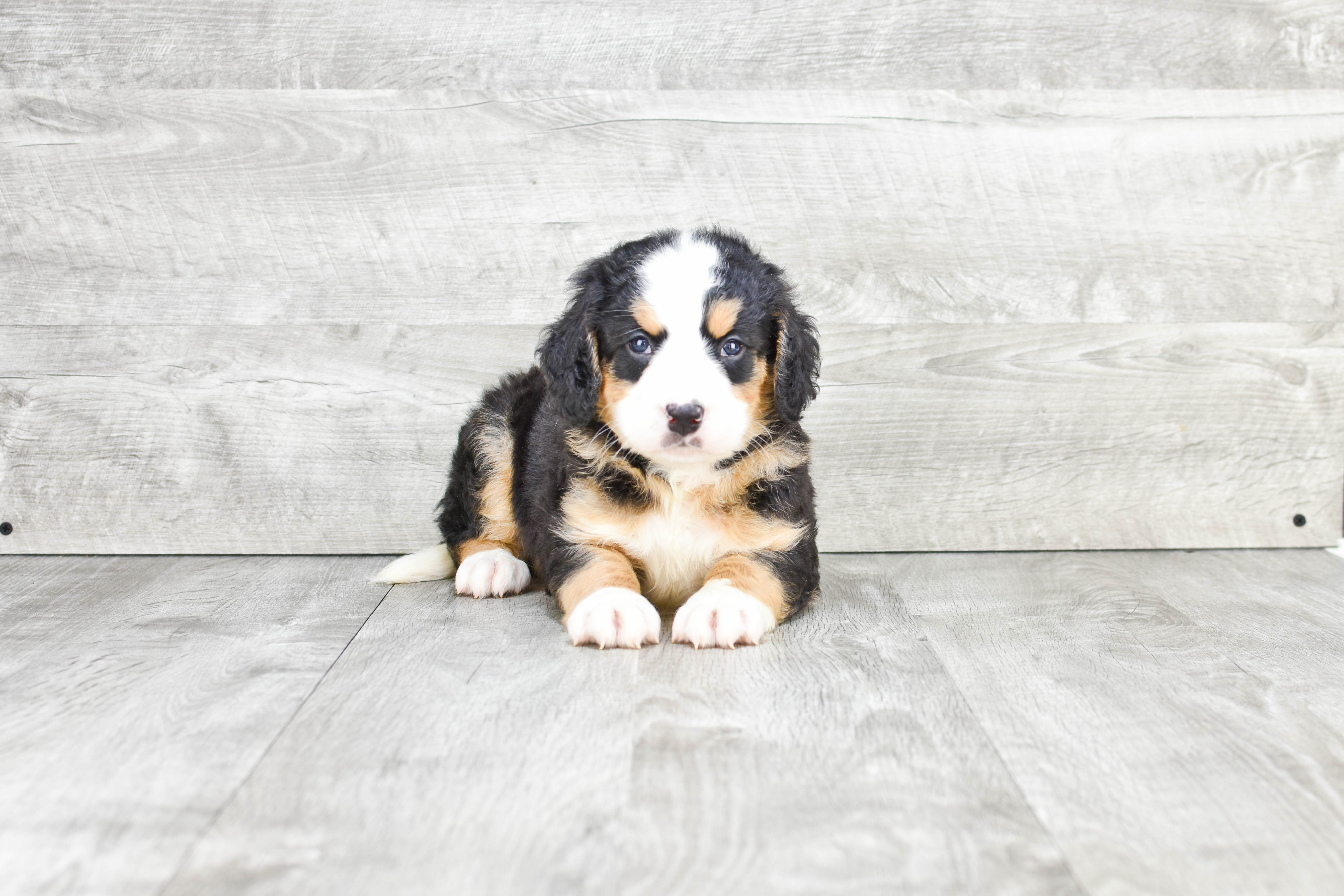Mini Bernedoodle Puppy for Adoption