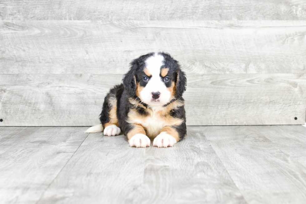 Mini Bernedoodle Puppy for Adoption