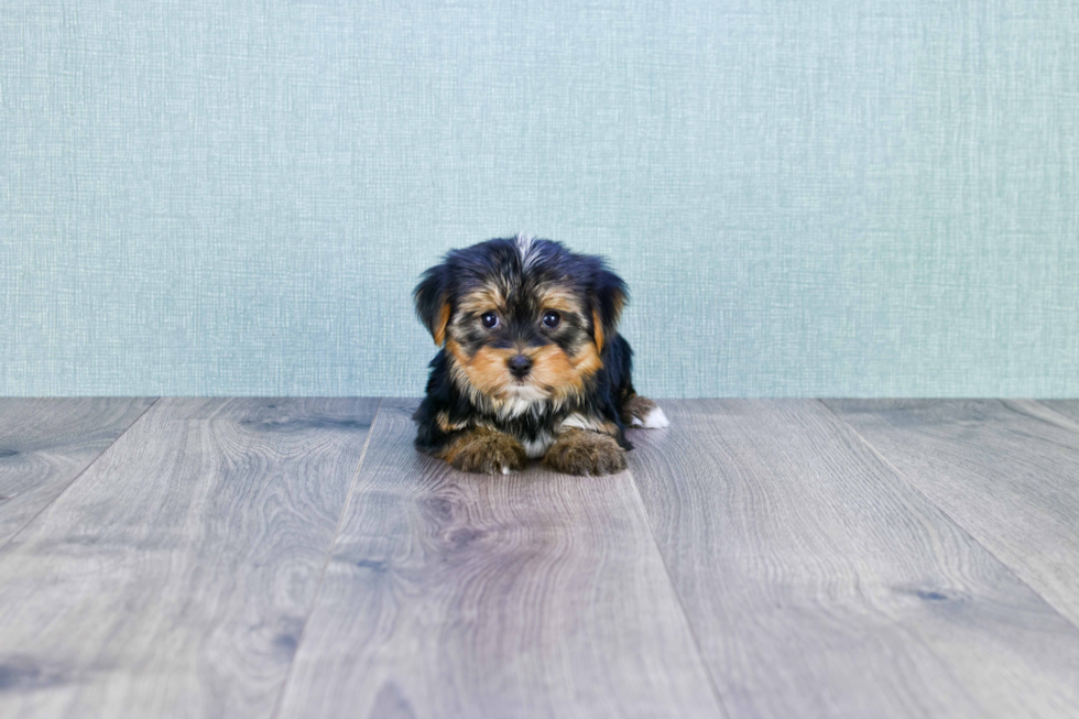 Meet Zoro - our Yorkshire Terrier Puppy Photo 