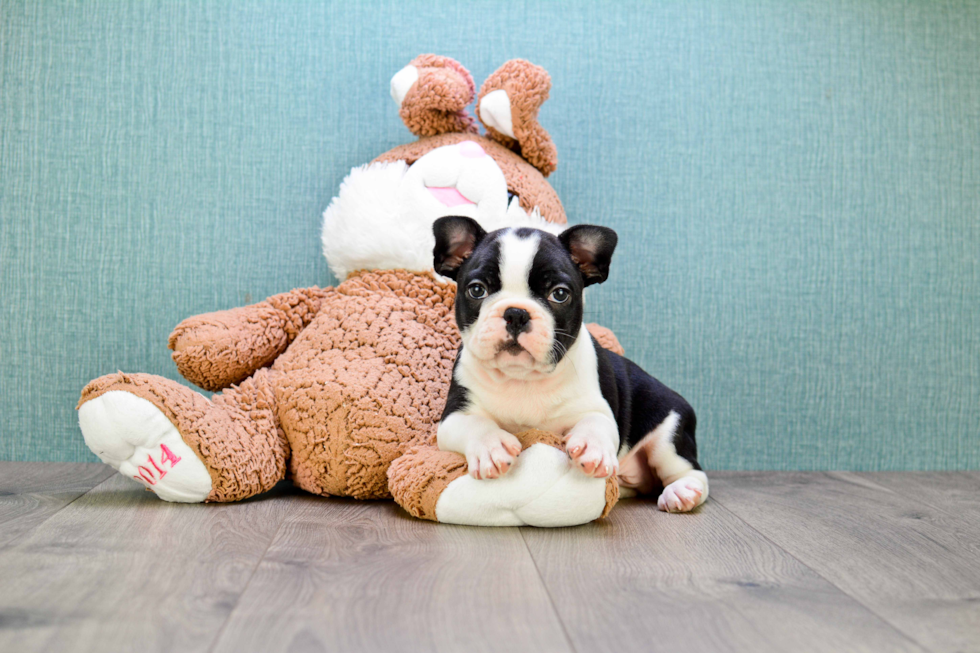 Happy Frenchie Purebred Puppy