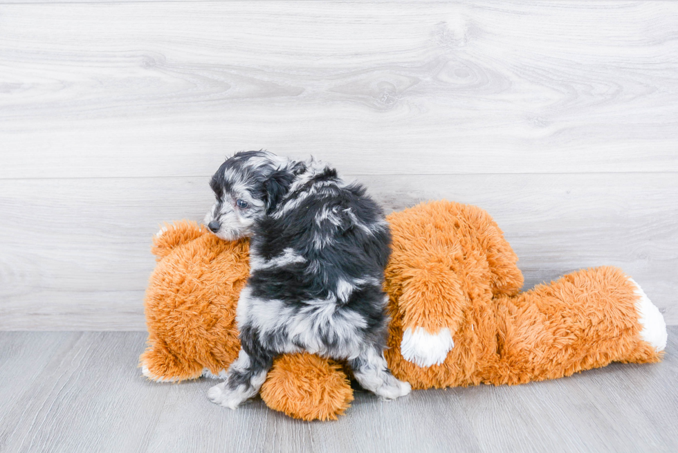 Funny Mini Aussiedoodle Poodle Mix Pup