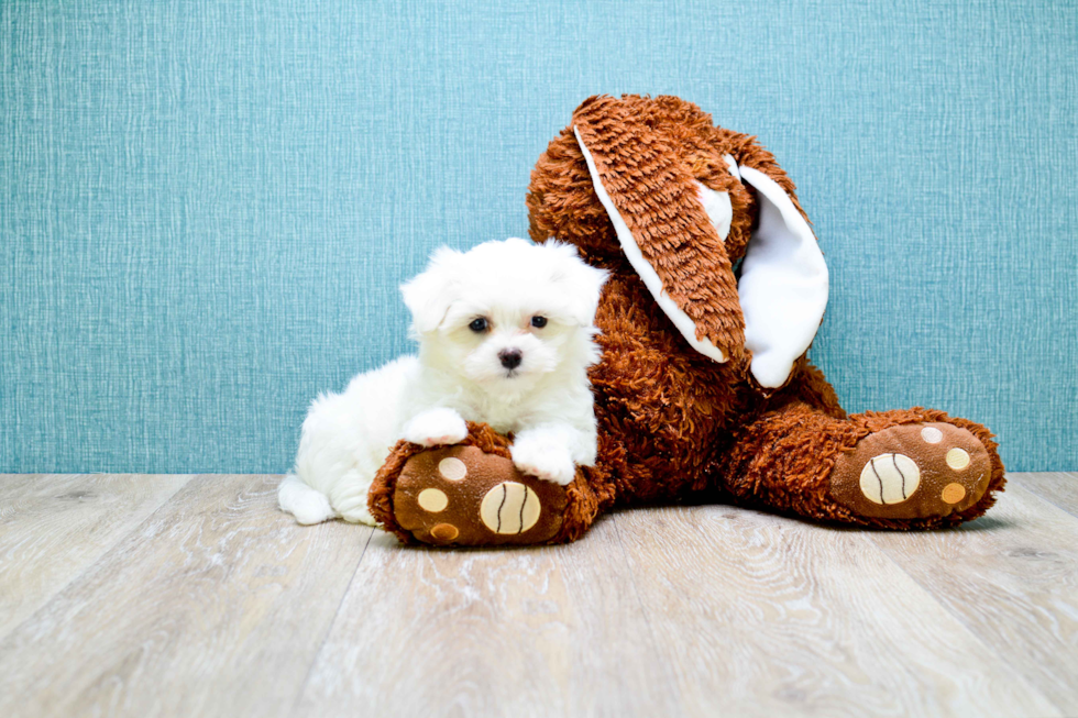 Meet Microteacup-Sugar - our Maltese Puppy Photo 