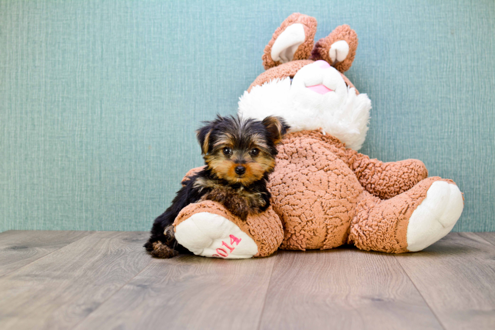 Meet Bella - our Yorkshire Terrier Puppy Photo 