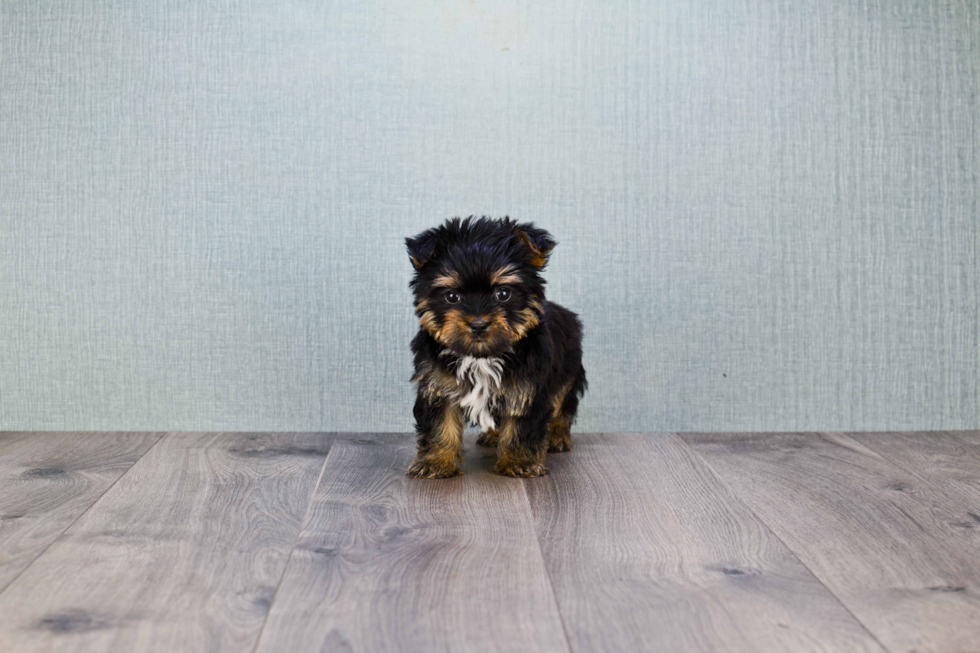 Energetic Yorkie Designer Puppy