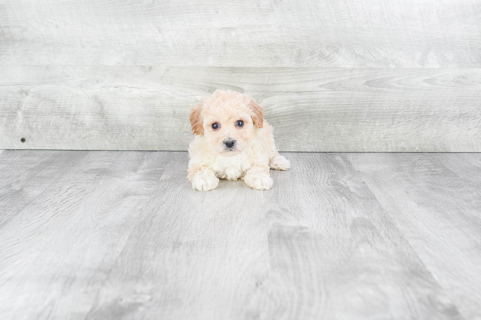 Maltipoo Pup Being Cute