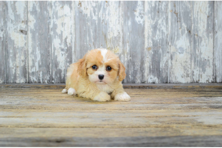 Sweet Cavachon Baby