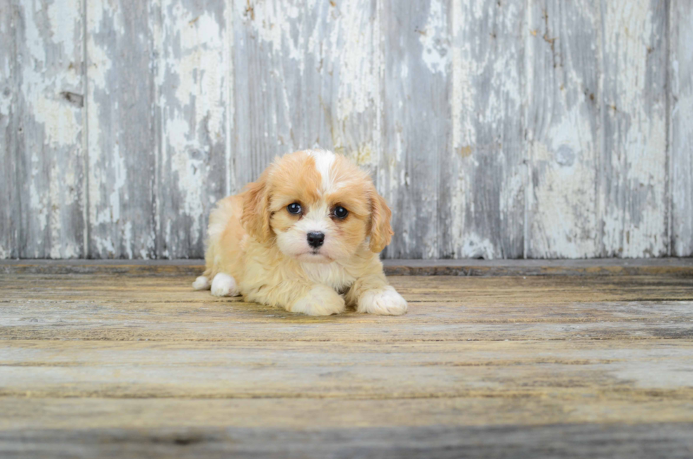 Sweet Cavachon Baby