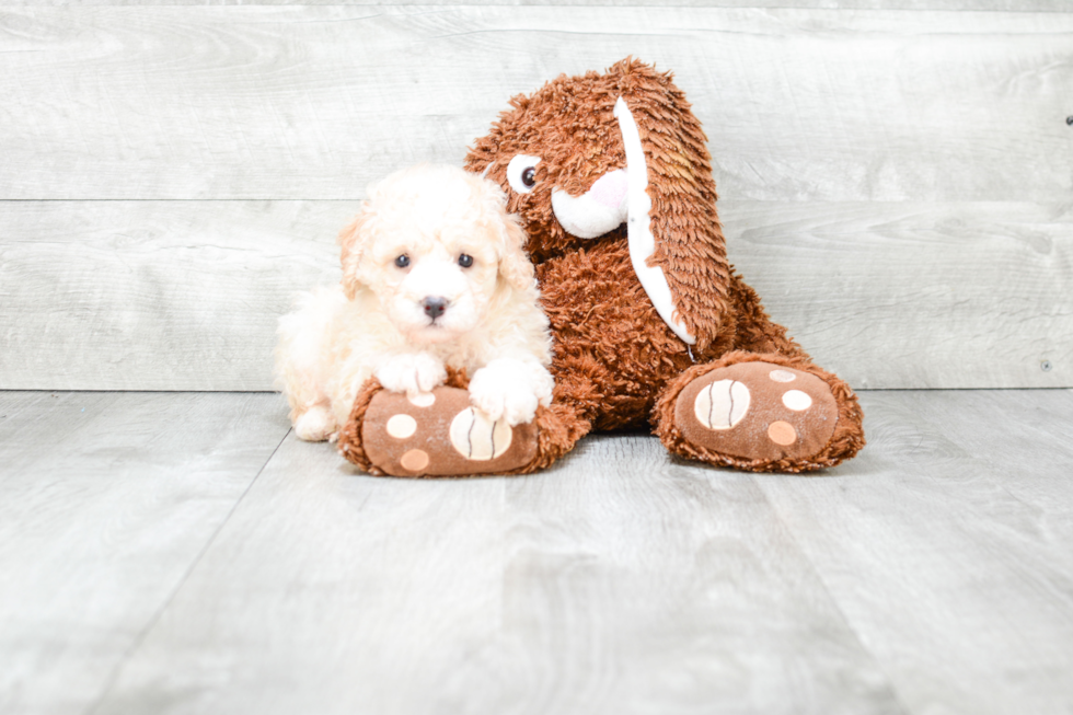 Happy Maltipoo Baby