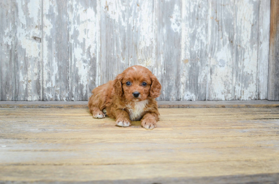 Energetic Cavoodle Poodle Mix Puppy