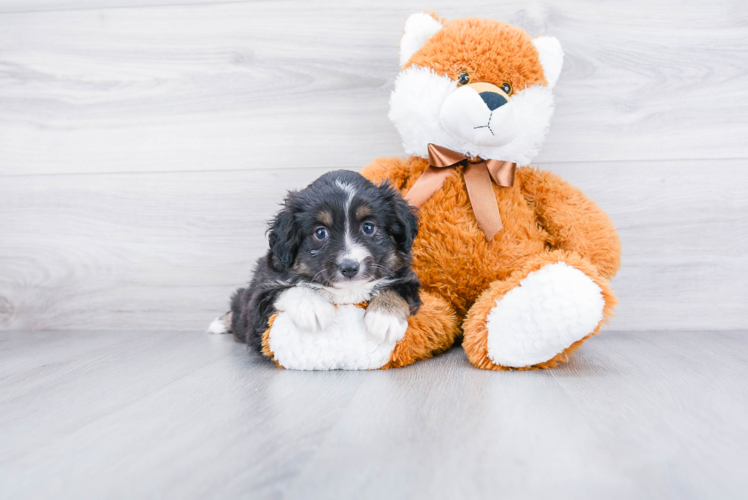 Popular Mini Aussiedoodle Poodle Mix Pup