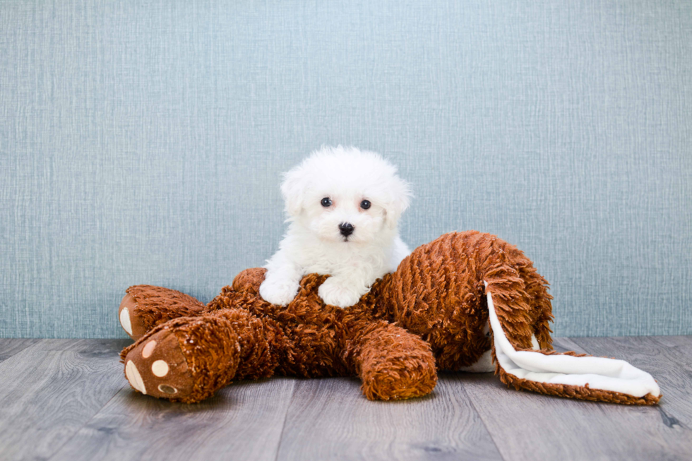 Best Bichon Frise Baby