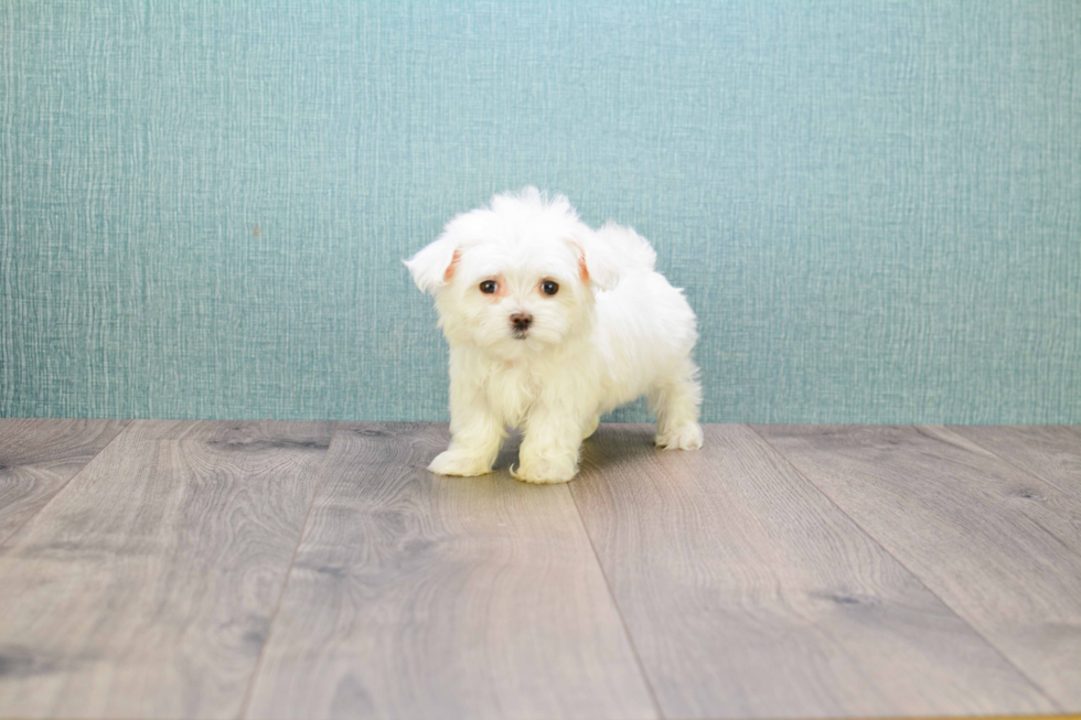 Maltese Pup Being Cute